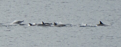 Spinner Dolphin