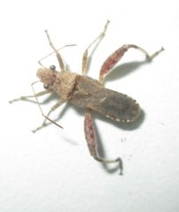 Heegeria tangirica
