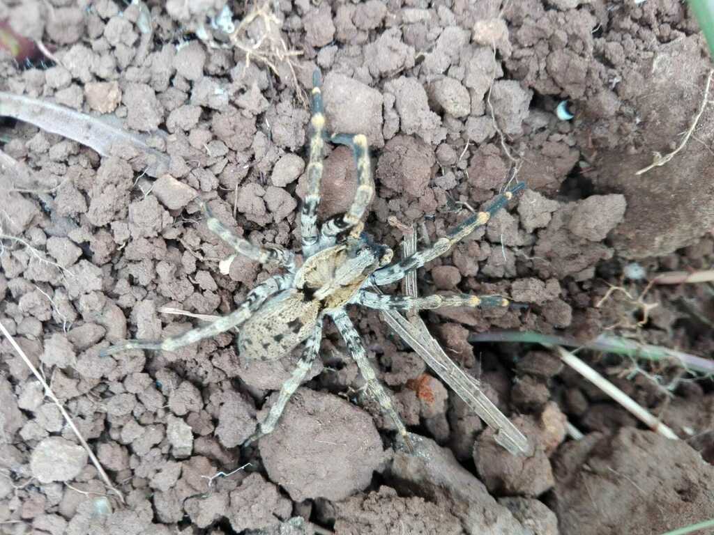 Hogna nonannulata