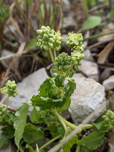 Mercurialis huetii (Mercurialis huetii)