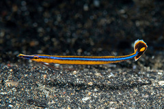 Honshu Pipefish photo 1
