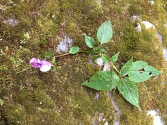 Impatiens sulcata