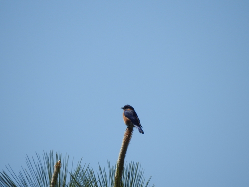 Eastern Bluebird photographed in South Carolina