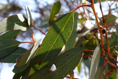 Eucalyptus socialis socialis