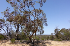 Eucalyptus socialis socialis
