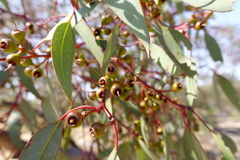 Eucalyptus socialis socialis