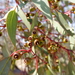 Red Mallee - Photo (c) Wayne Martin, some rights reserved (CC BY-NC)