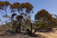 Eucalyptus oleosa oleosa