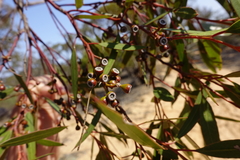 Eucalyptus oleosa oleosa