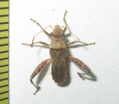 Heegeria tangirica