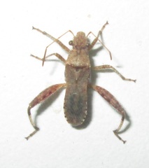 Heegeria tangirica