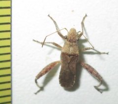 Heegeria tangirica