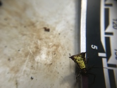 Micrathena duodecimspinosa