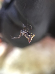 Micrathena duodecimspinosa