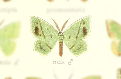 Phrudocentra neis