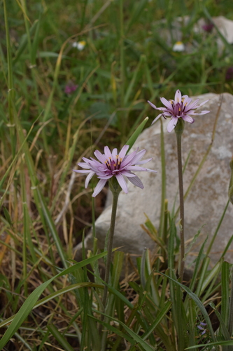 Image of Pseudopodospermum papposum by (c) Mitch Van Dyke, some rights reserved (CC BY)