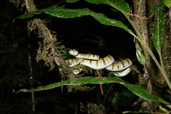Trimeresurus sumatranus
