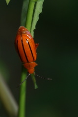 Disonycha militaris