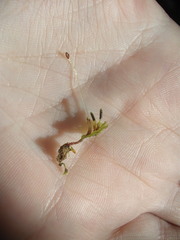 Symphyogyna hymenophyllum