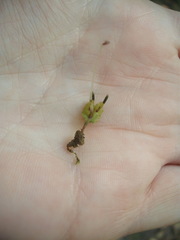 Symphyogyna hymenophyllum