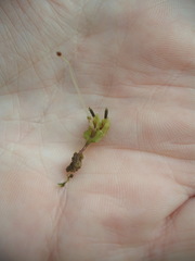 Symphyogyna hymenophyllum