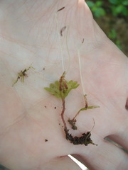 Symphyogyna hymenophyllum