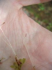 Symphyogyna hymenophyllum