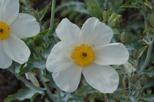 Smooth pricklypoppy (Argemone glauca)