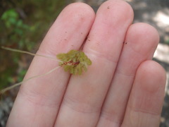 Symphyogyna hymenophyllum