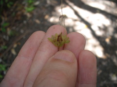 Symphyogyna hymenophyllum