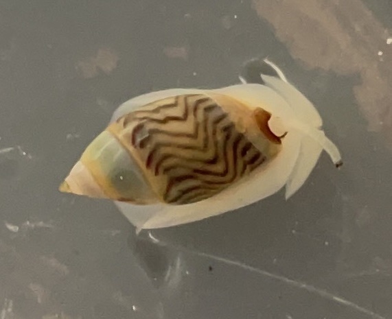 Olivella minuta