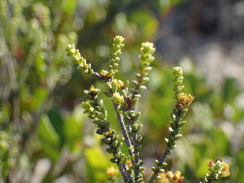Image of Macrostylis crassifolia by (c) Mahomed Desai, some rights reserved (CC BY)