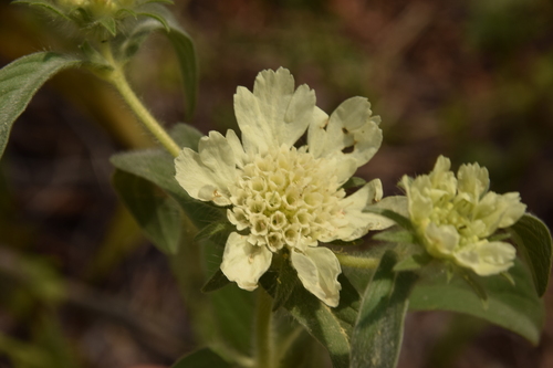 Image of Lomelosia prolifera by (c) Mitch Van Dyke, some rights reserved (CC BY)