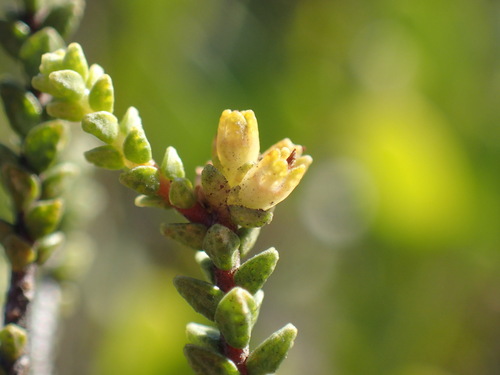 Image of Macrostylis crassifolia by (c) Mahomed Desai, some rights reserved (CC BY)