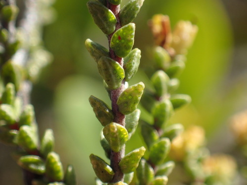 Image of Macrostylis crassifolia by (c) Mahomed Desai, some rights reserved (CC BY)