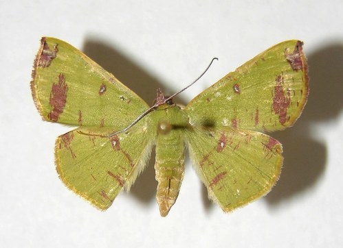 Numia