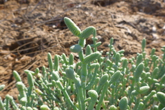 Tecticornia australasica