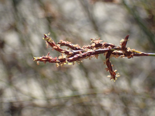Image of Restio sieberi by (c) Mahomed Desai, some rights reserved (CC BY)