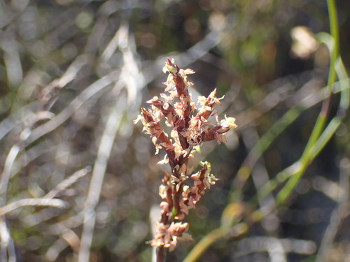 Image of Restio sieberi by (c) Mahomed Desai, some rights reserved (CC BY)