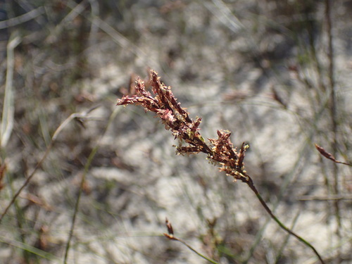 Image of Restio sieberi by (c) Mahomed Desai, some rights reserved (CC BY)