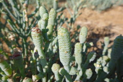 Tecticornia australasica