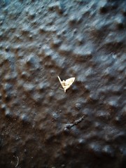 Trichophysetis cretacea