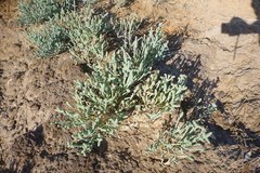 Tecticornia australasica