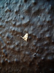 Trichophysetis cretacea