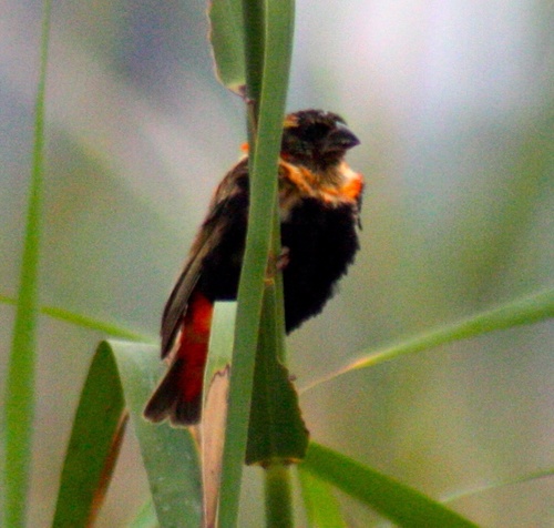 Euplectes orix