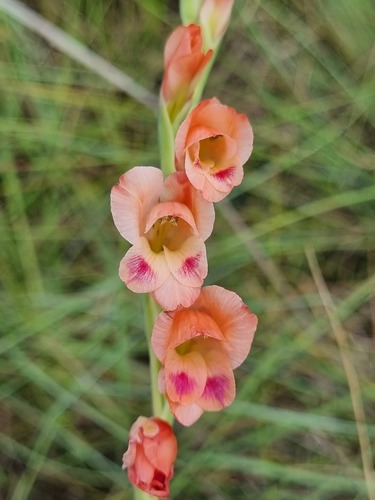 Gladiolus crassifolius Baker
