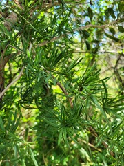 Asparagus natalensis image