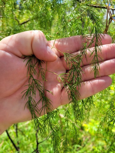 Asparagus buchananii image