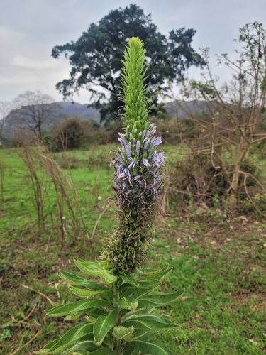 Lobelia columnaris