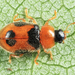 Snow Lady Beetle - Photo (c) Tom Murray, some rights reserved (CC BY-NC), uploaded by Tom Murray